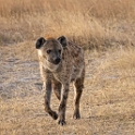 Spotted Hyena